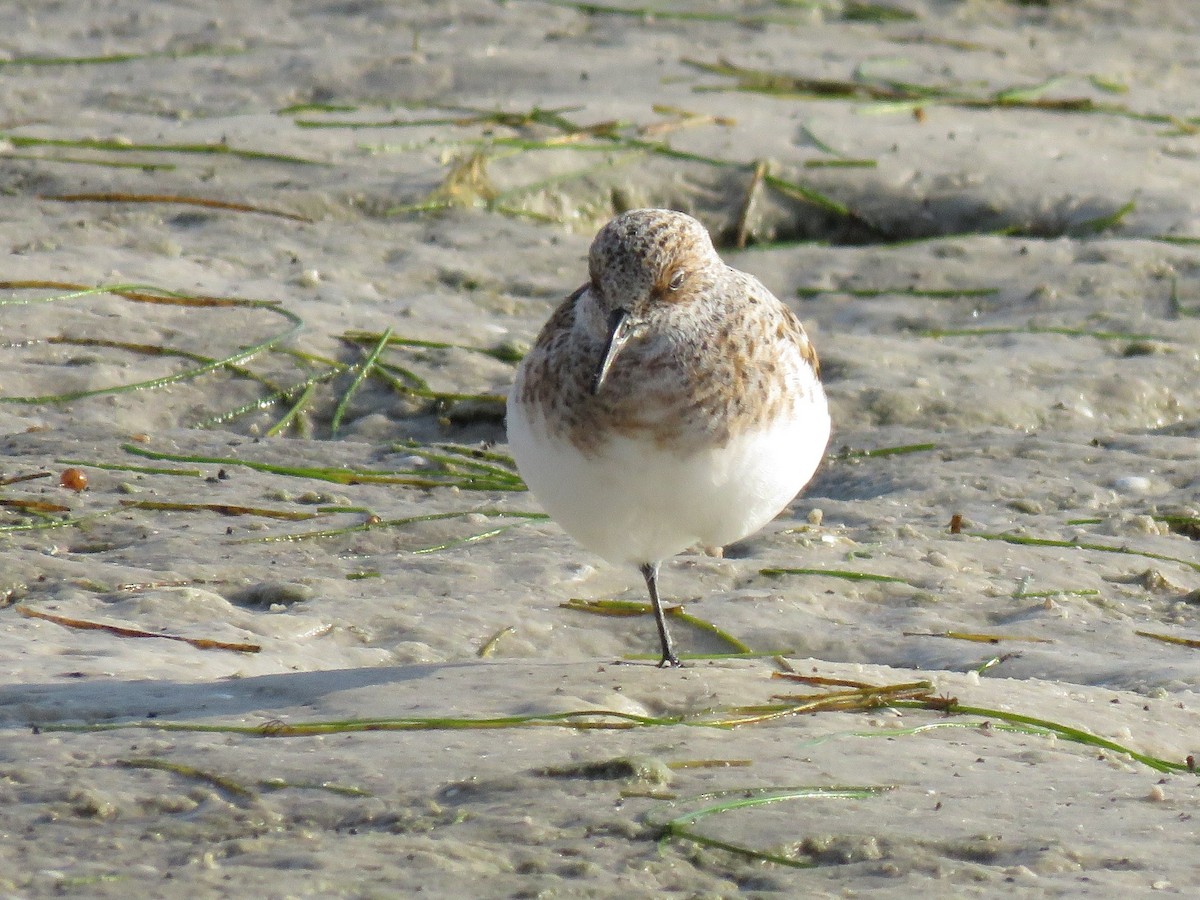 sandsnipe - ML644788748