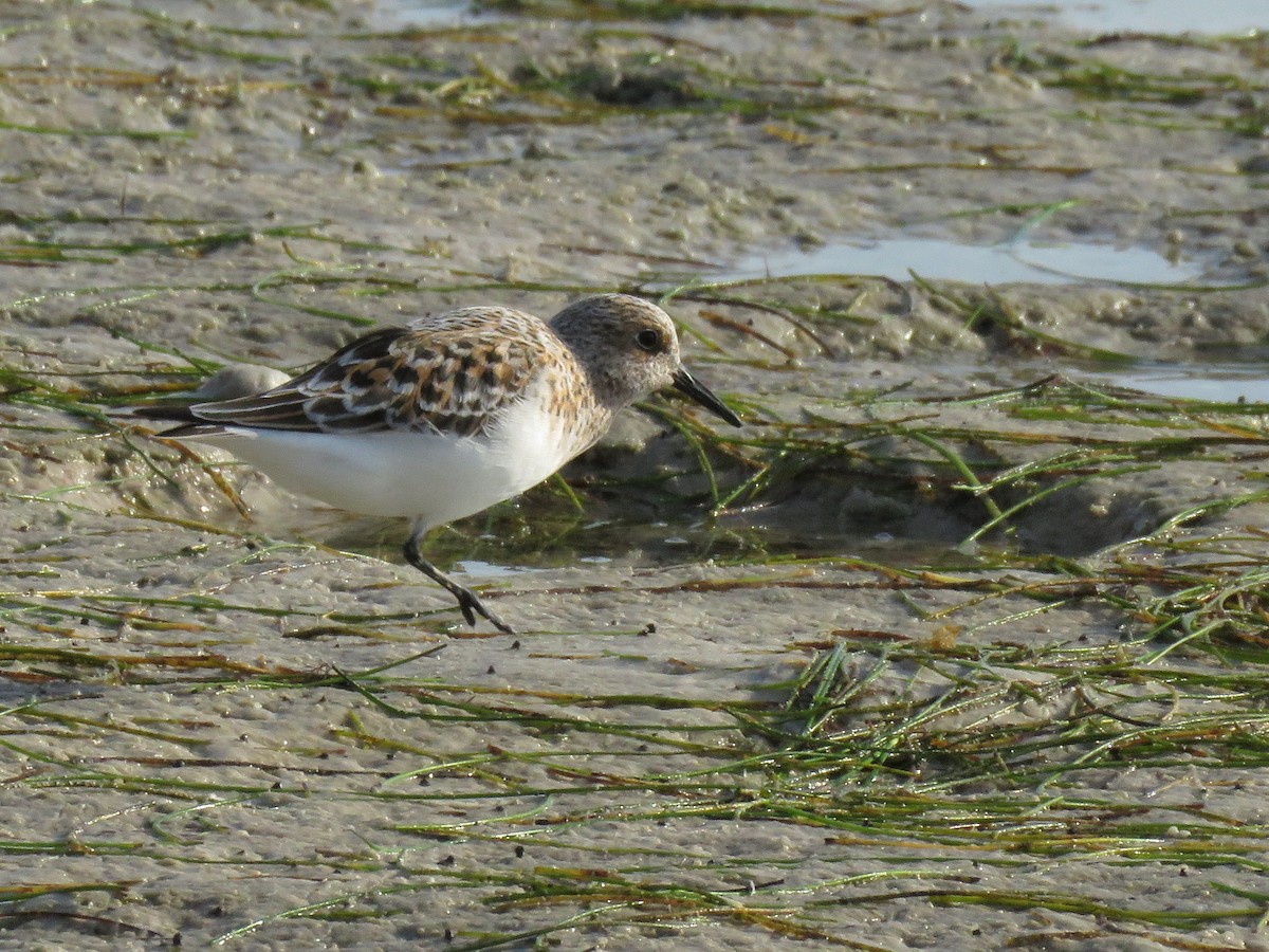 sandsnipe - ML644788749