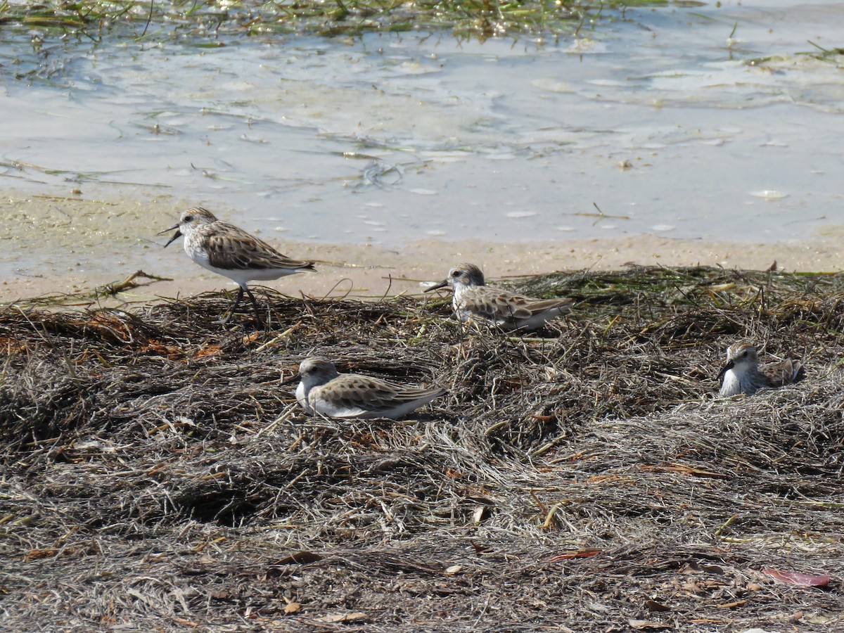 Semipalmated Sandpiper - ML644788750