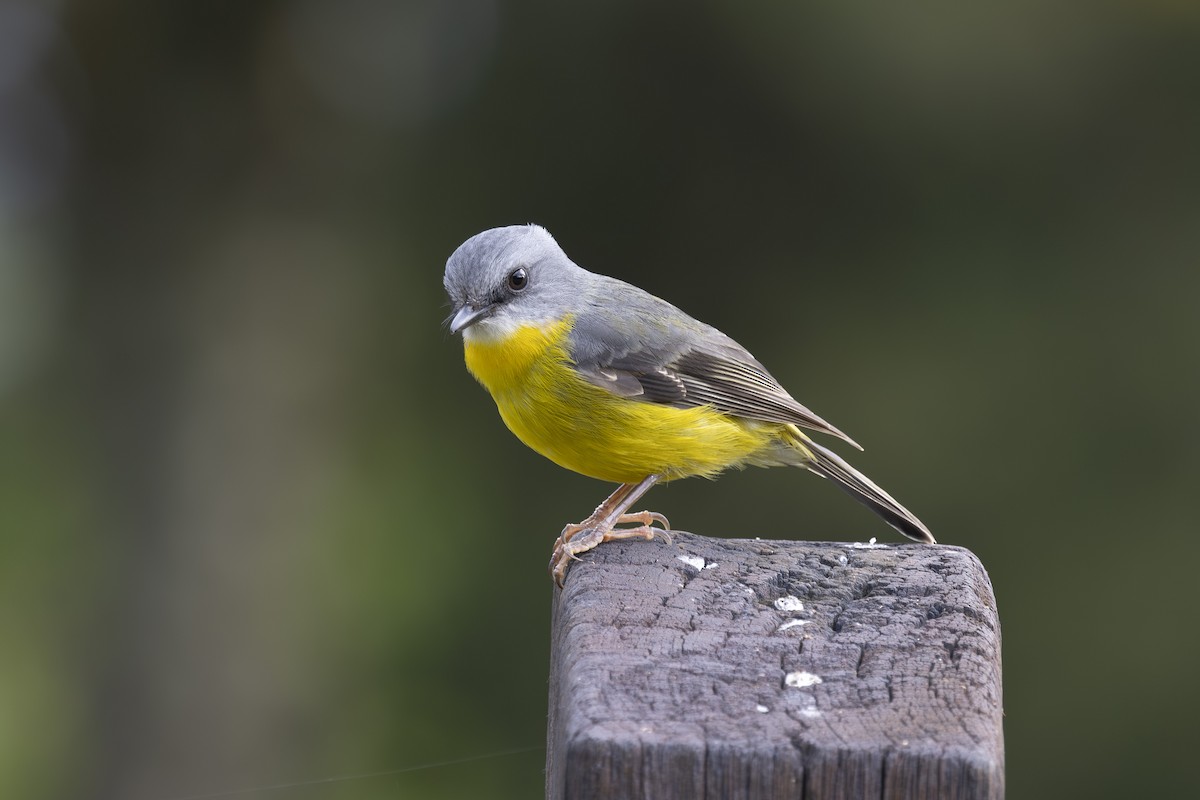 gulbrystflueskvett - ML644788751