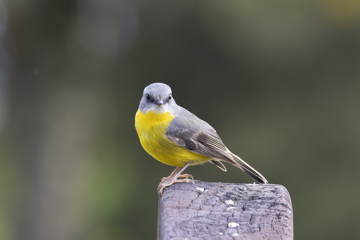 gulbrystflueskvett - ML644788753