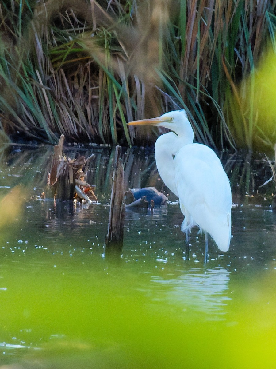 egretthegre - ML644788754