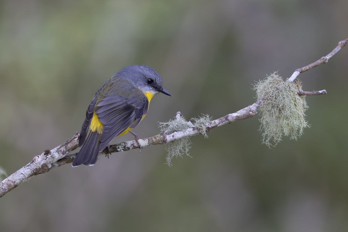 gulbrystflueskvett - ML644788758