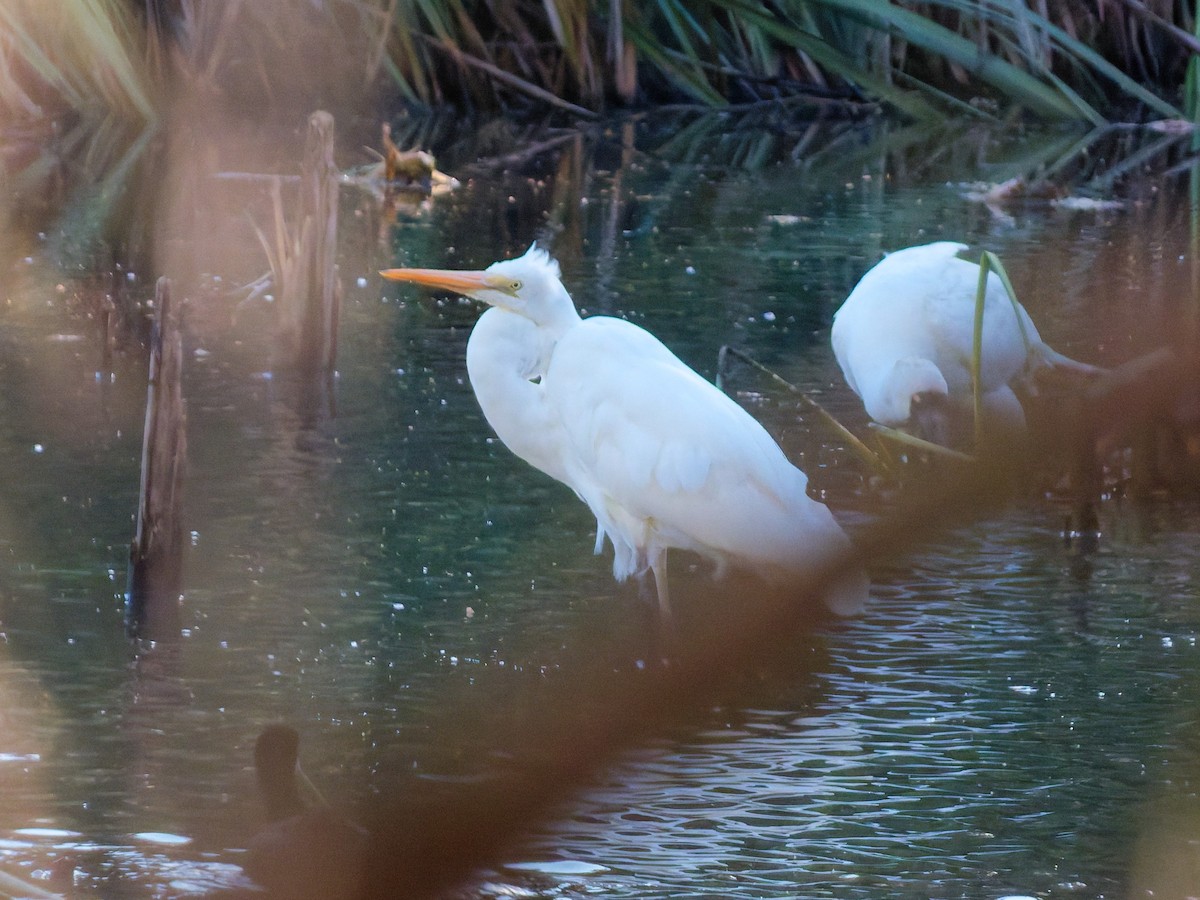 egretthegre - ML644788761