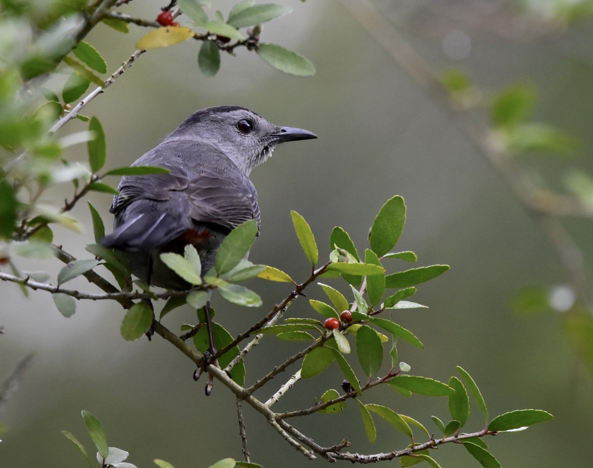 kattespottefugl - ML644788765