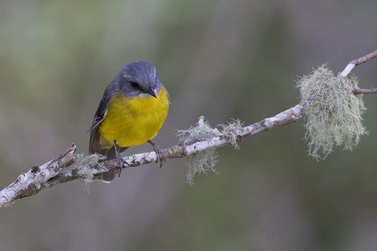 gulbrystflueskvett - ML644788766