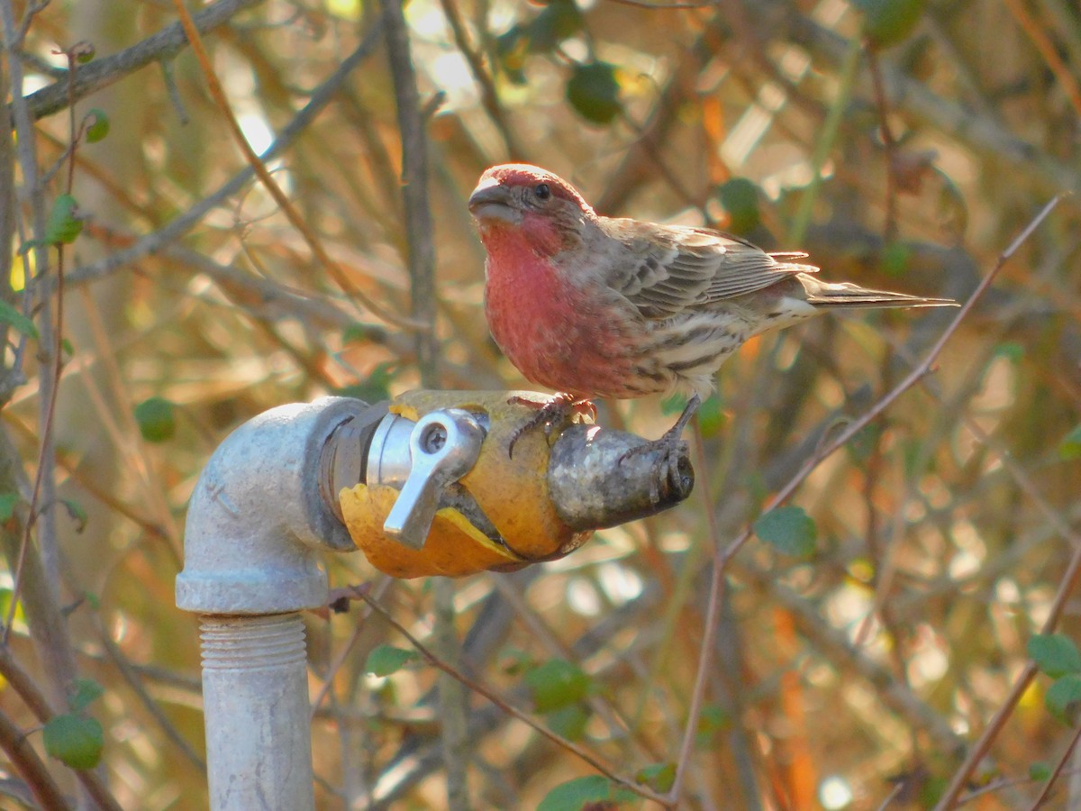 husrosenfink - ML644788768