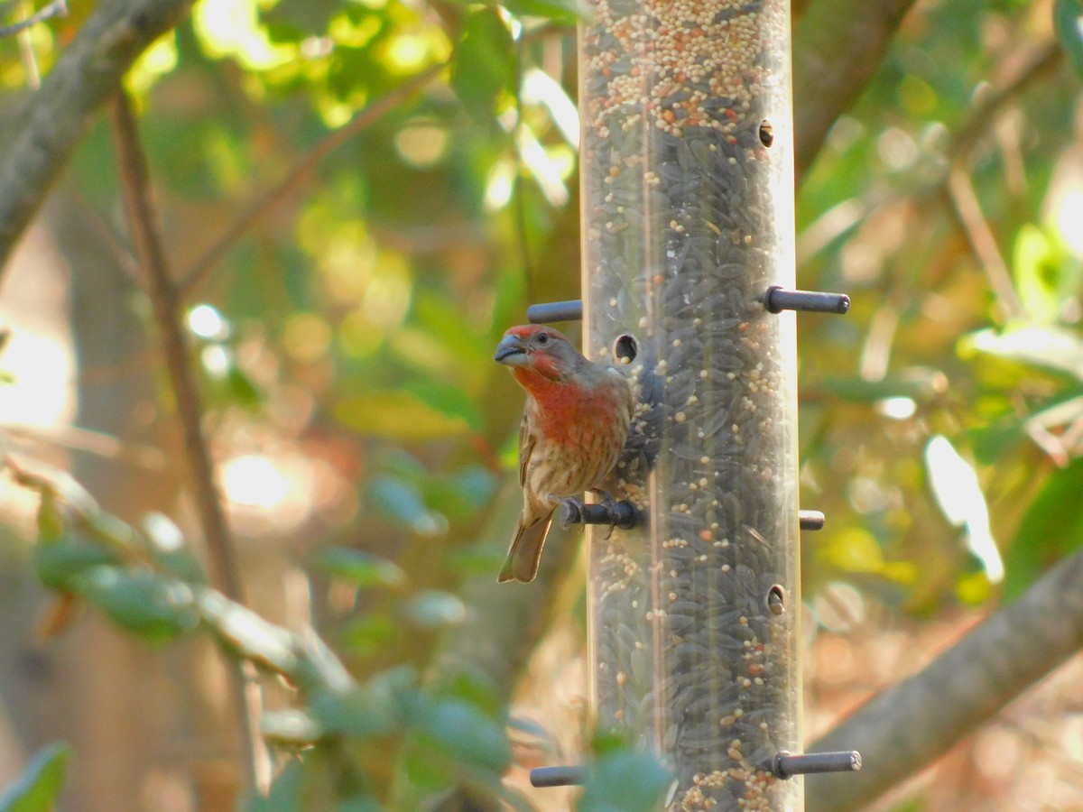 husrosenfink - ML644788769