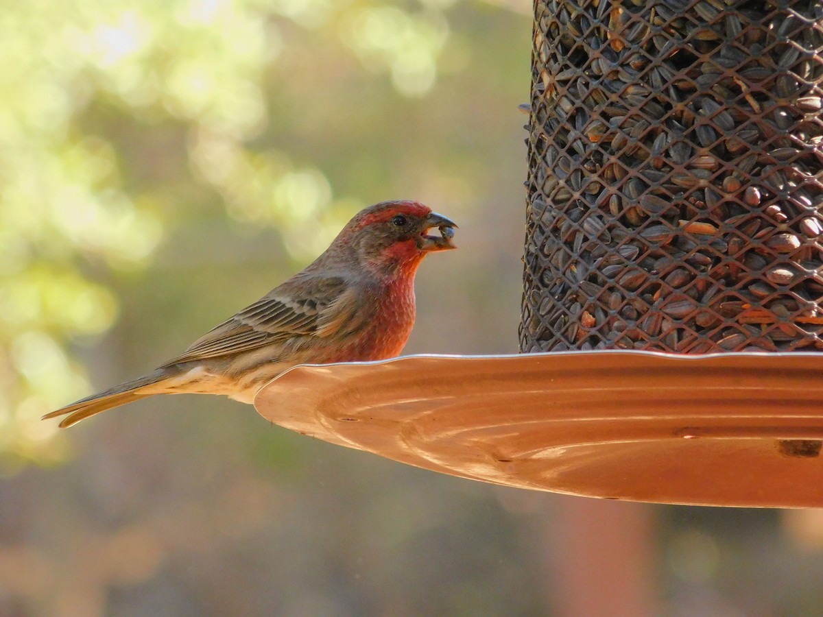 husrosenfink - ML644788770