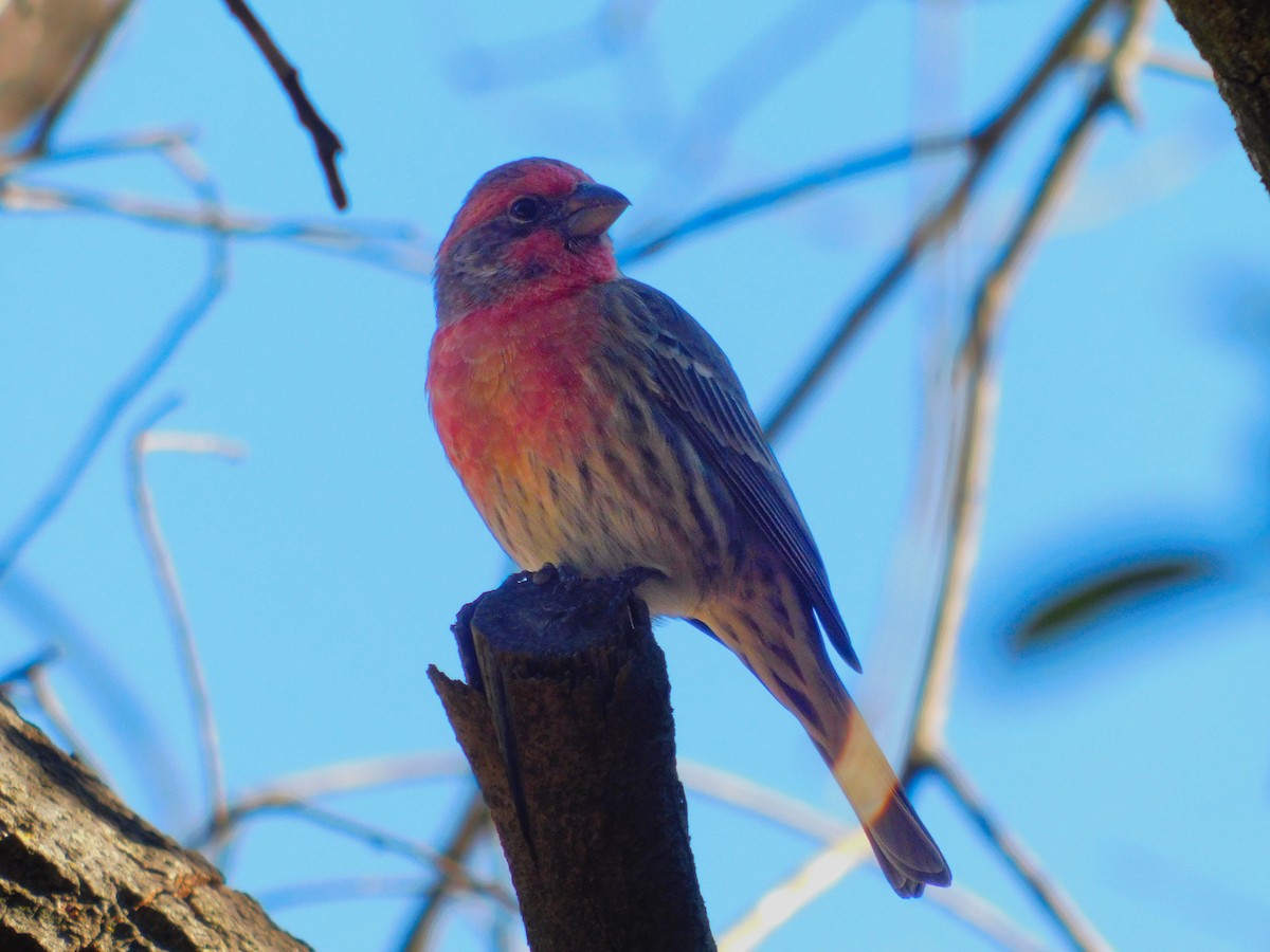 husrosenfink - ML644788771