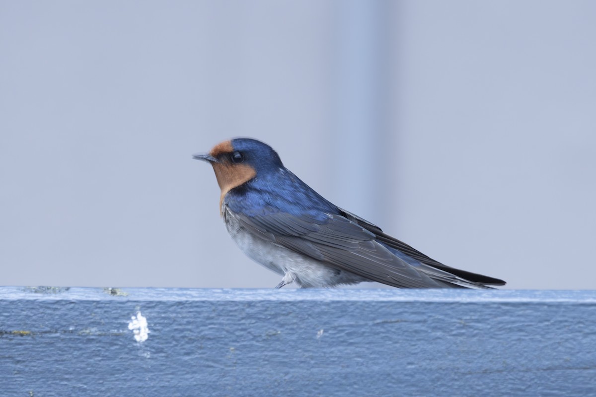 pionérsvale - ML644788772