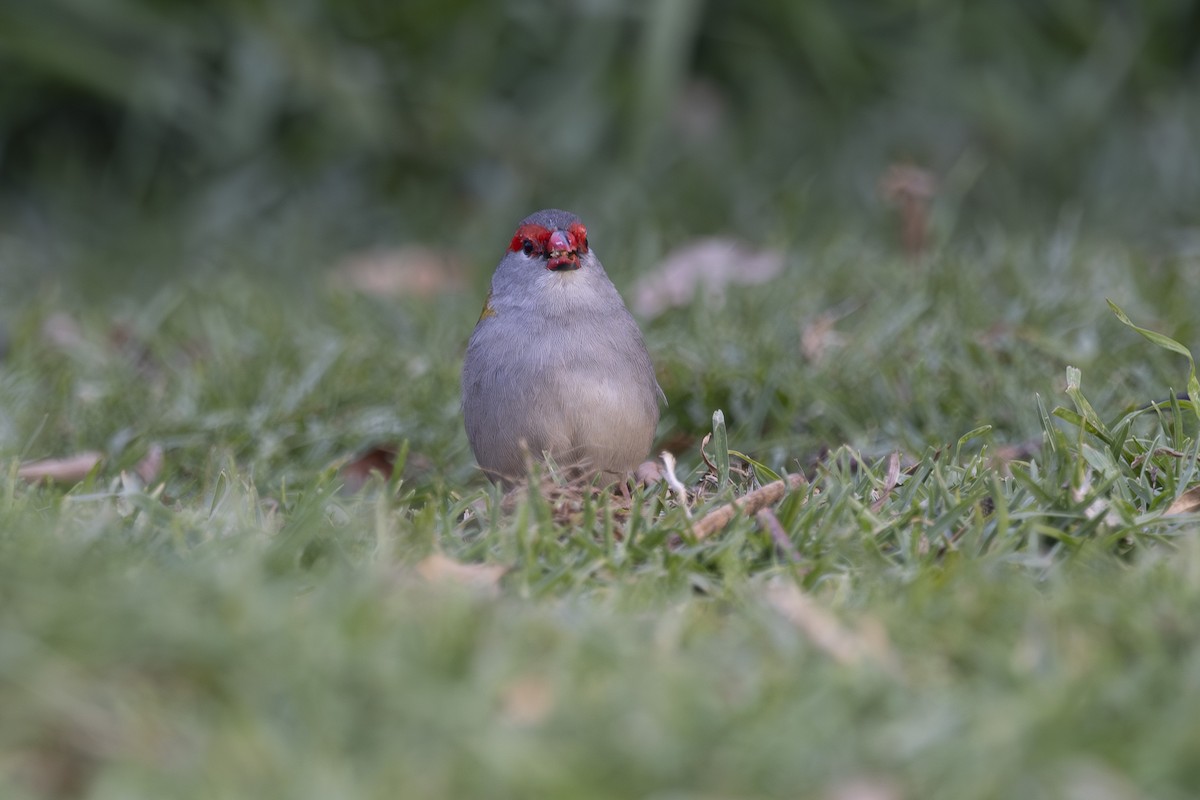 rødbrynastrild - ML644788775