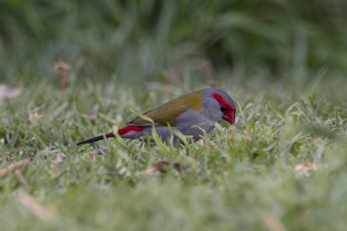 rødbrynastrild - ML644788776