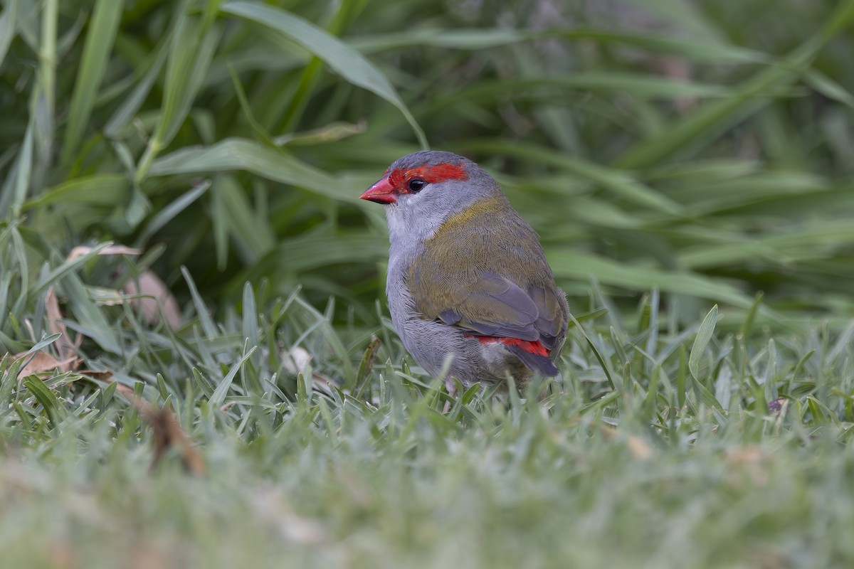 rødbrynastrild - ML644788777