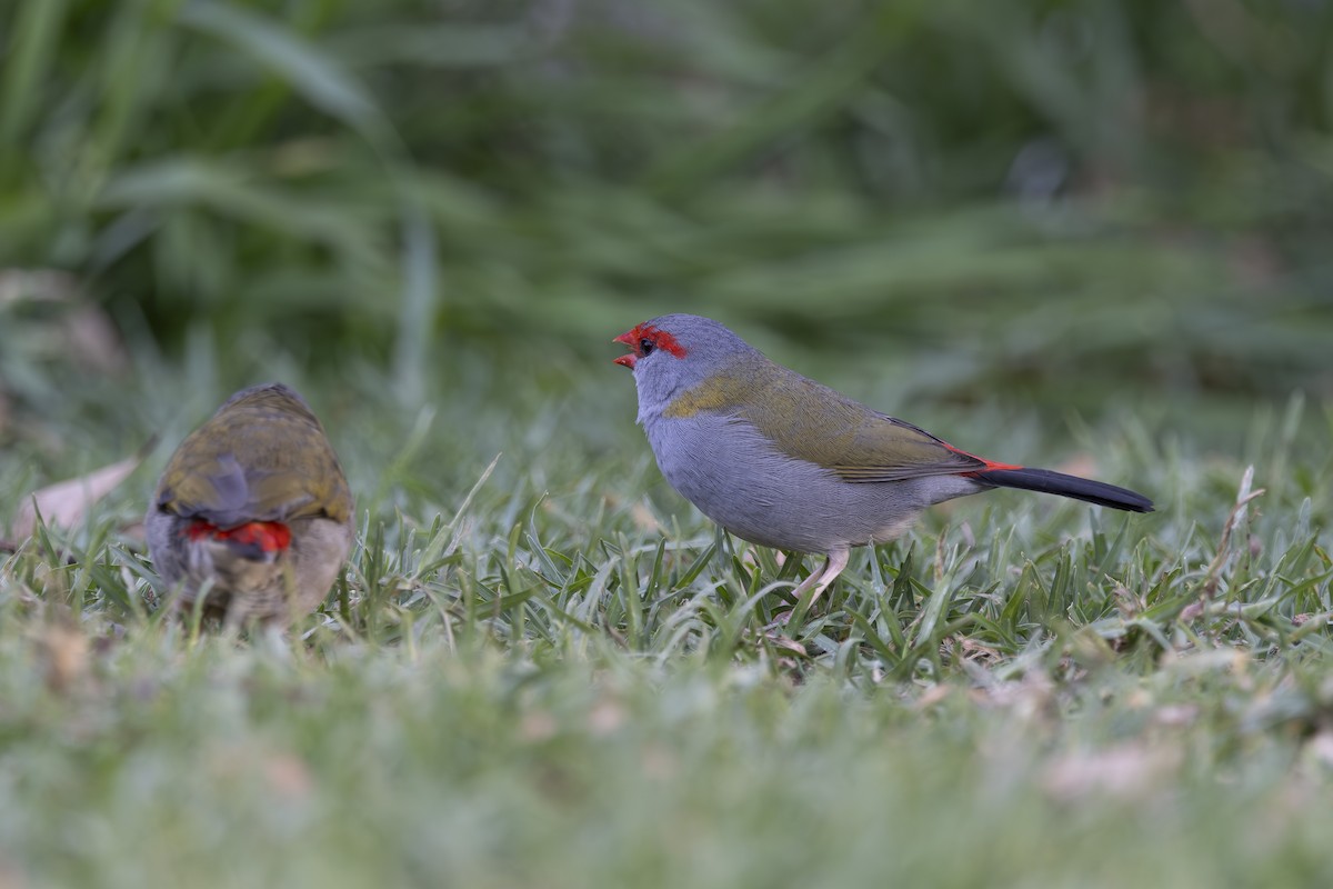 rødbrynastrild - ML644788778