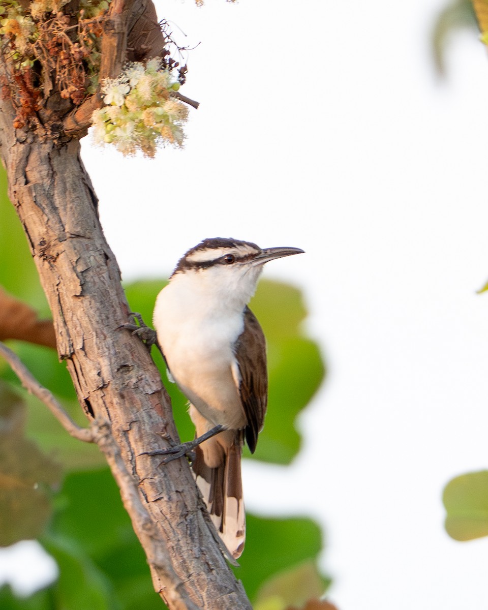 venezuelasmett - ML644788779