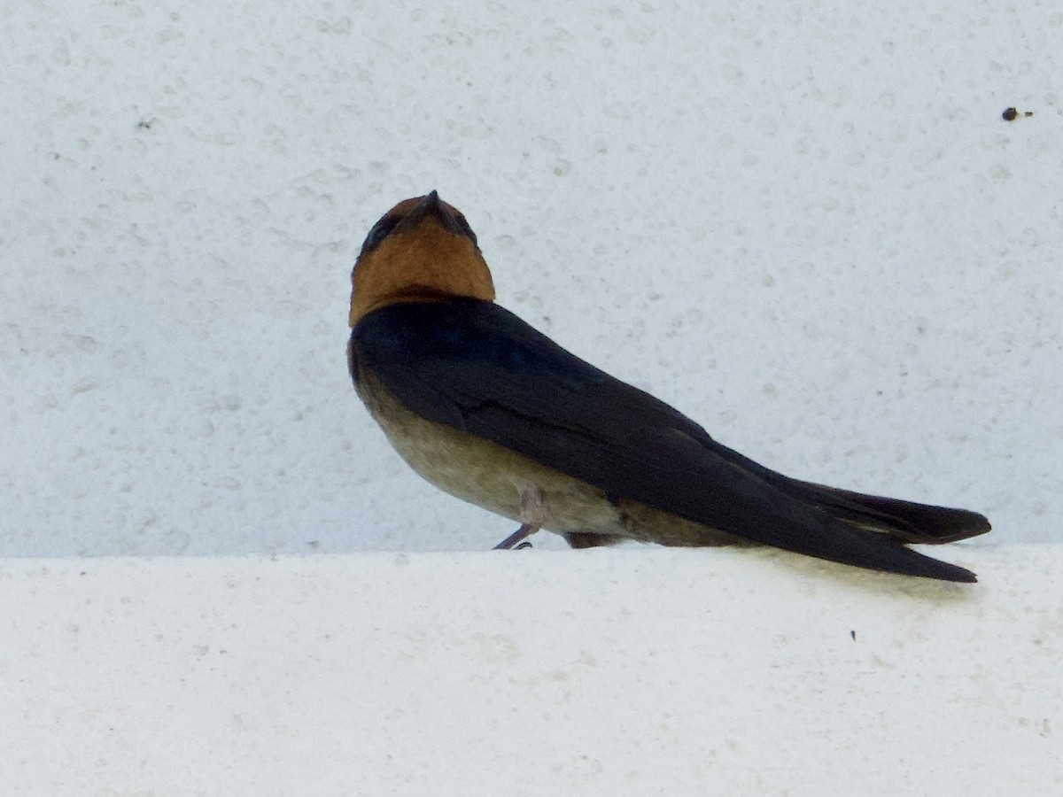 Pacific Swallow - ML644788783
