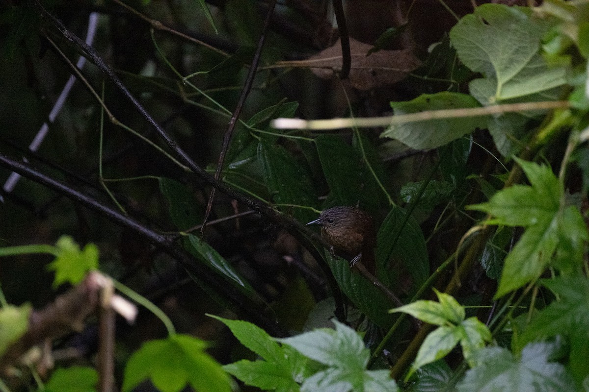 Streak-capped Treehunter - ML644788792