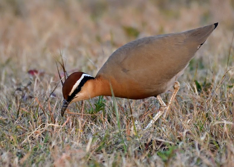 Indian Courser - ML644788800