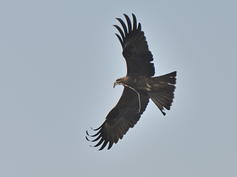 Black Kite - ML644788801