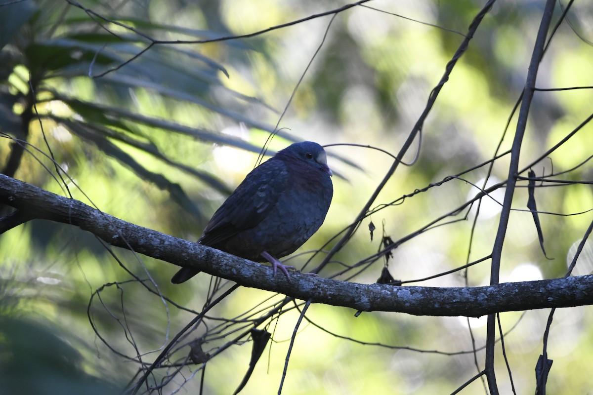 White-fronted Quail-Dove - ML644788804