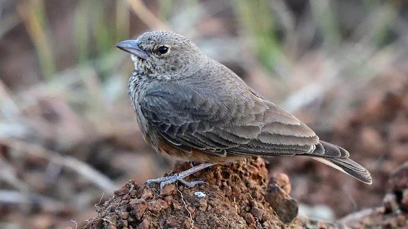 Rufous-tailed Lark - ML644788808
