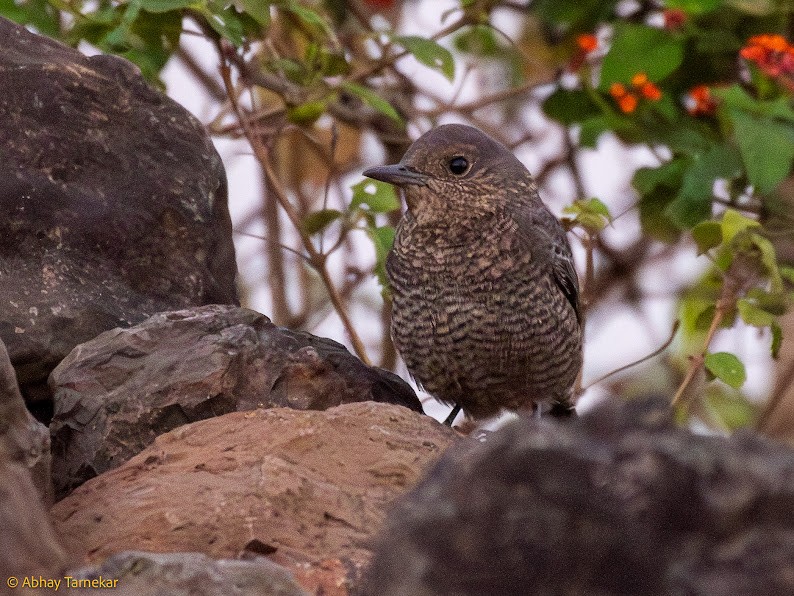 Blue Rock-Thrush - ML644788809