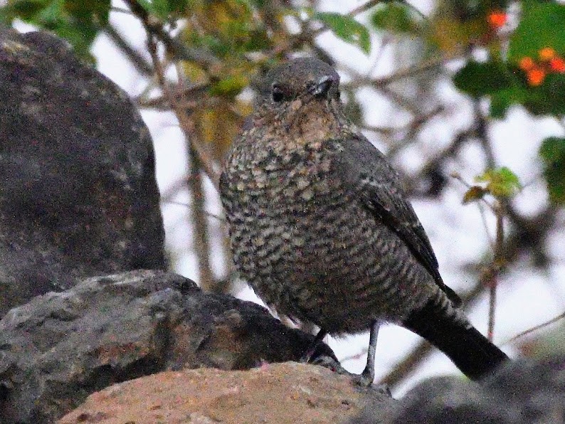 Blue Rock-Thrush - ML644788810