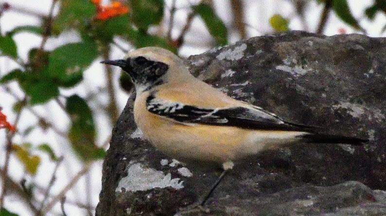 Desert Wheatear - ML644788812