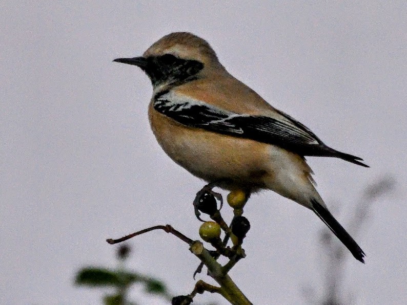 Desert Wheatear - ML644788813