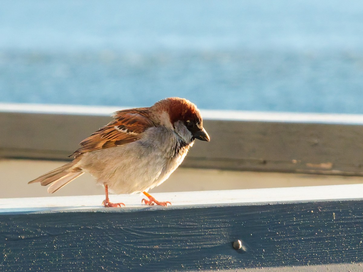 家麻雀 - ML644788821