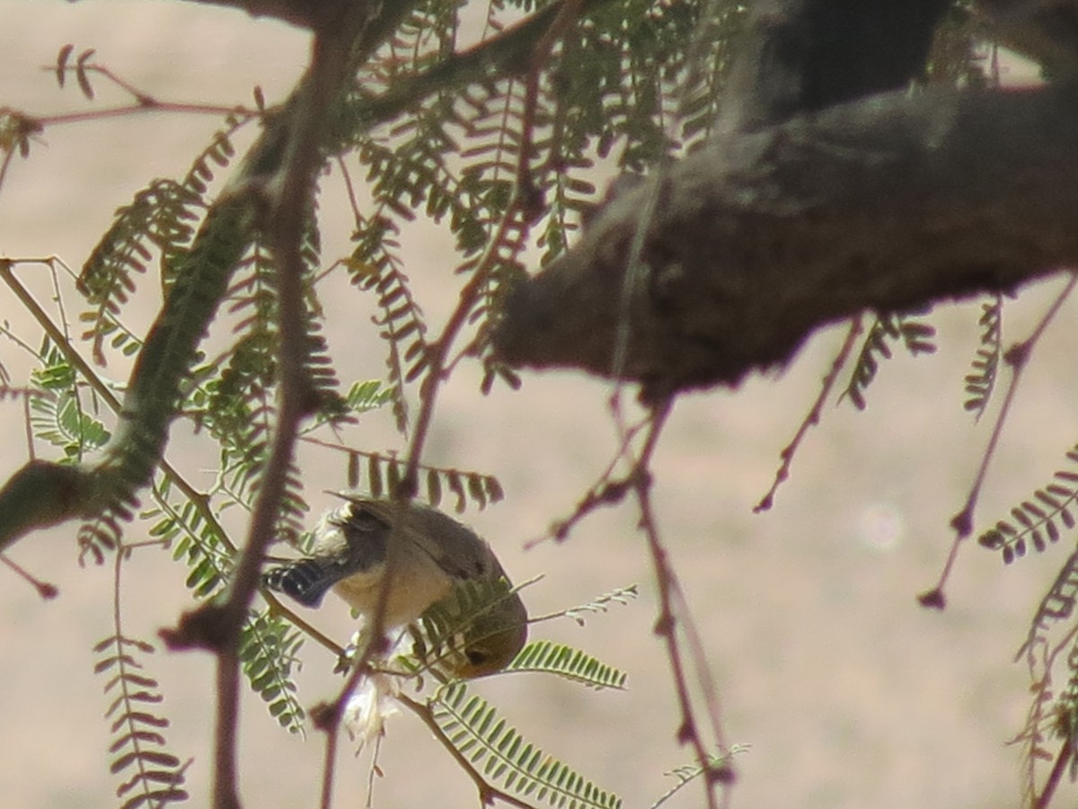 Verdin - ML644788822