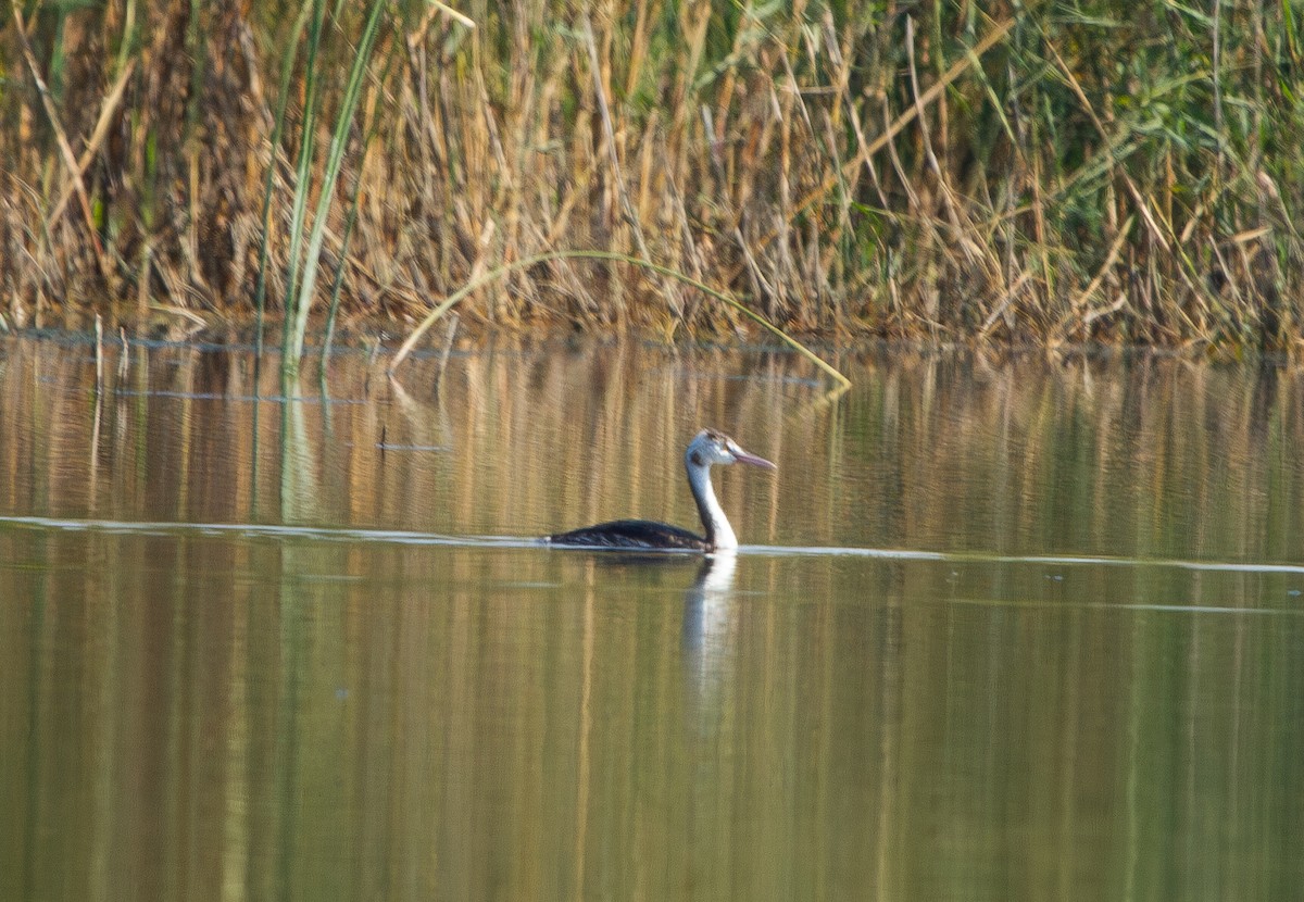 Great Crested Grebe - ML644788823