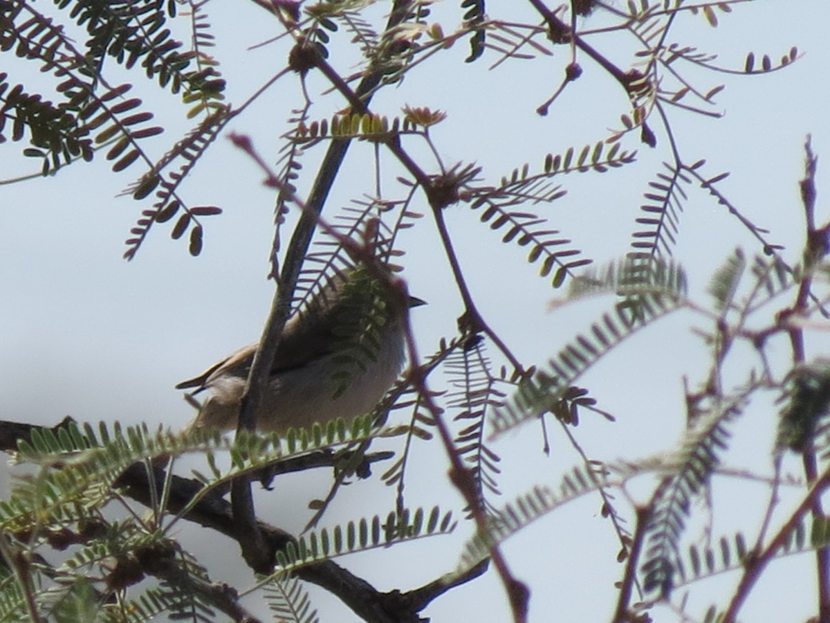 Verdin - ML644788824