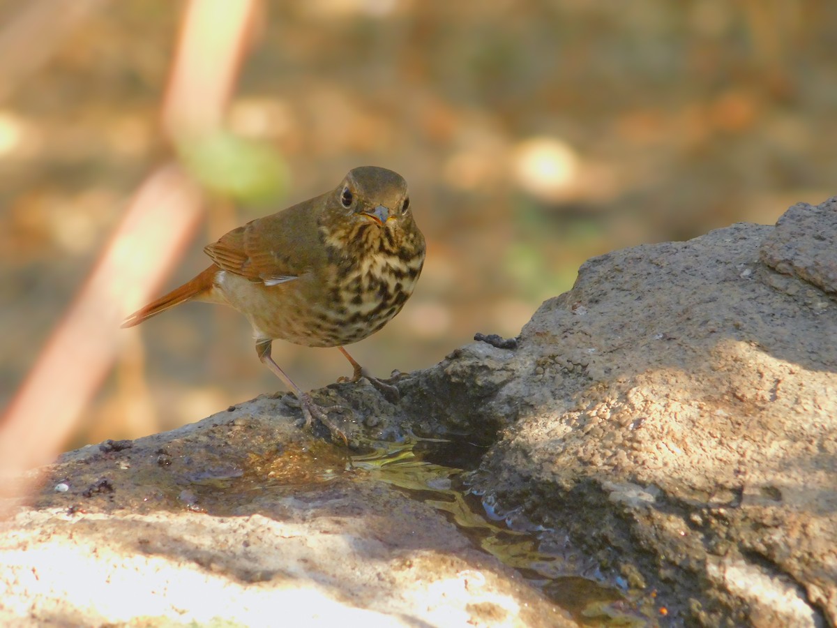 Hermit Thrush - ML644788825