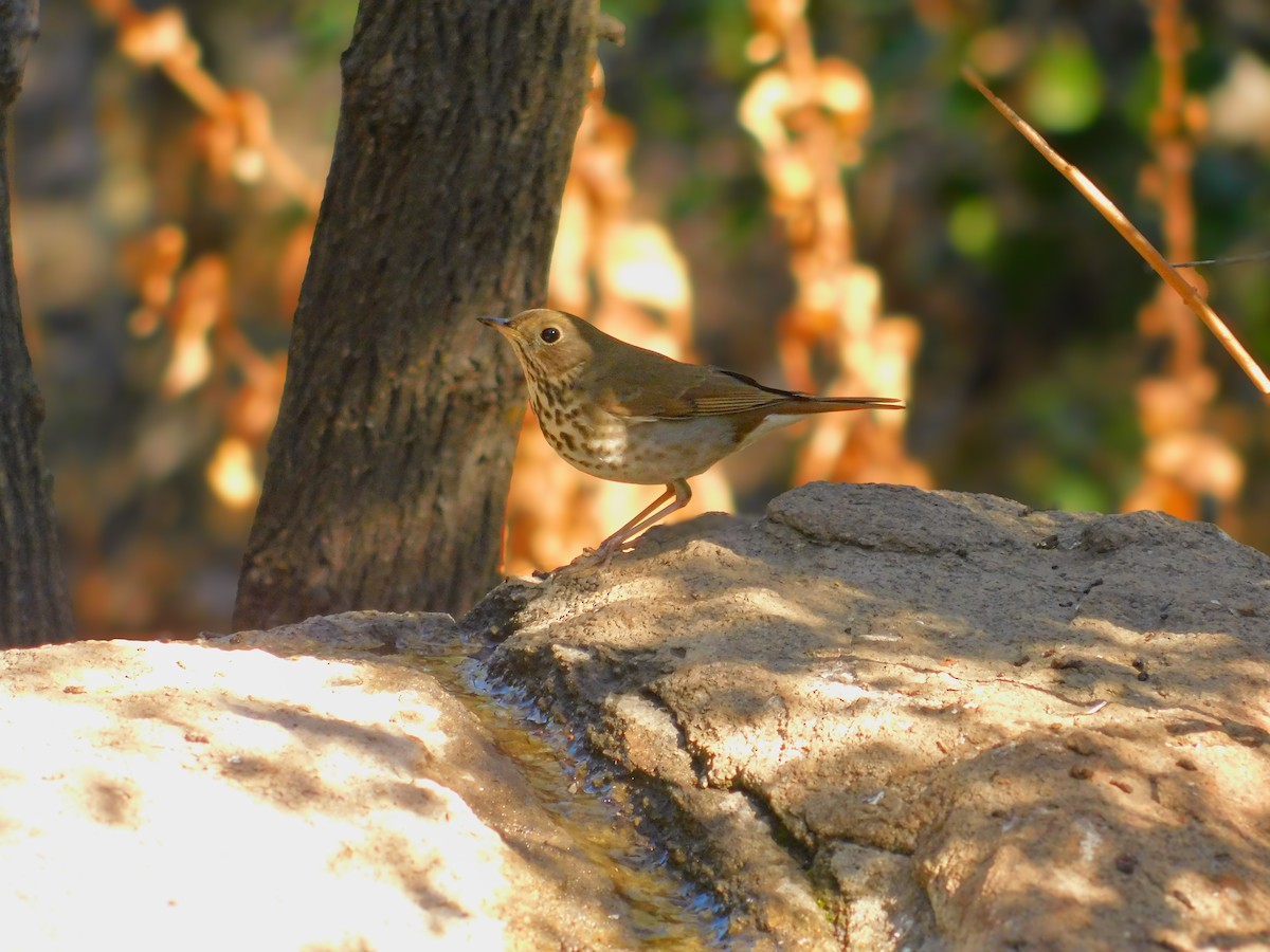 Hermit Thrush - ML644788826