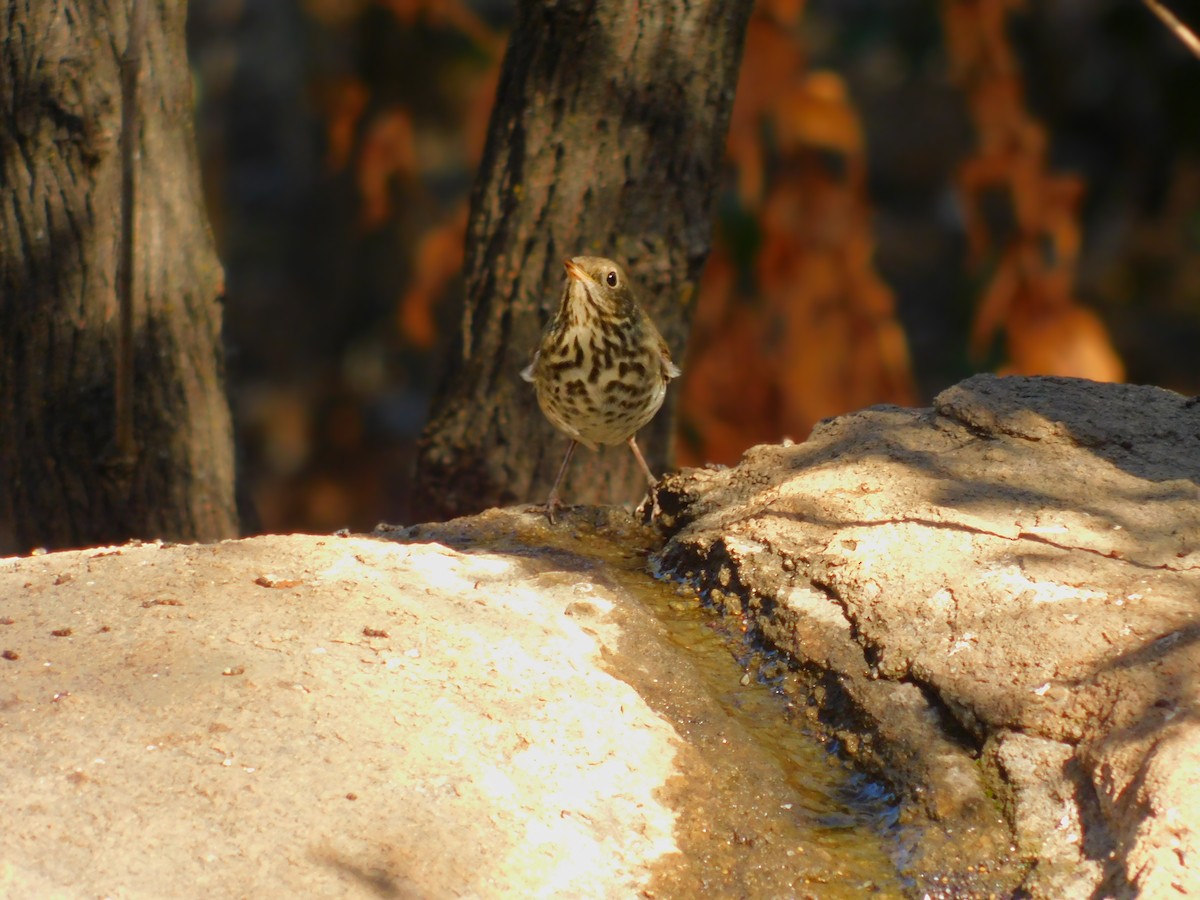 Hermit Thrush - ML644788828