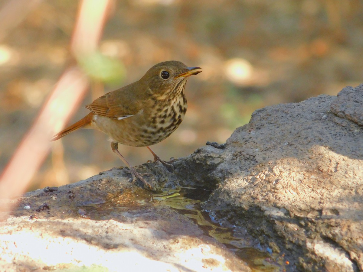 Hermit Thrush - ML644788829