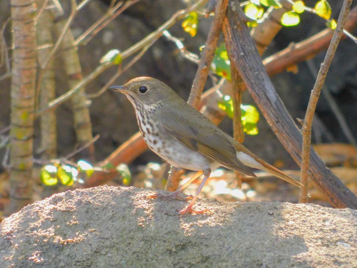 Hermit Thrush - ML644788831