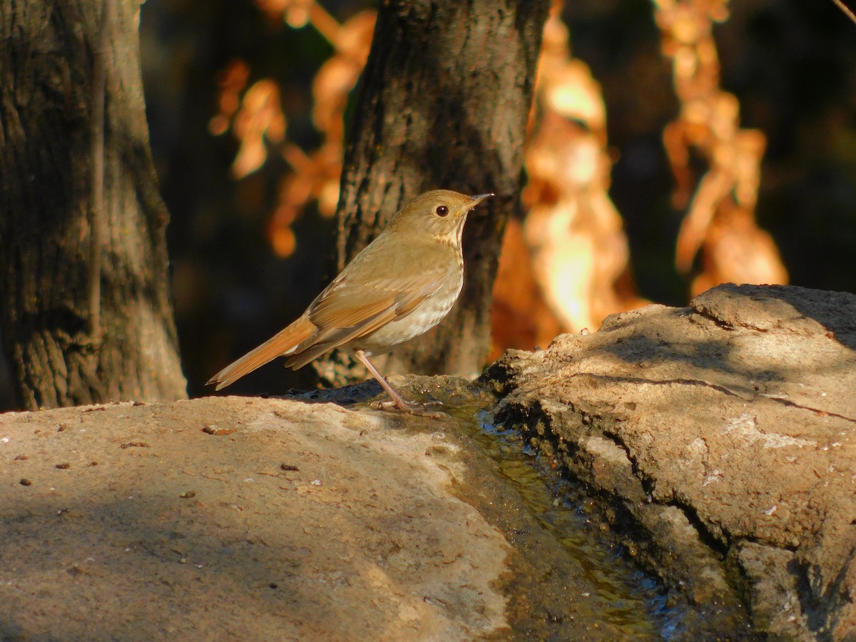 Hermit Thrush - ML644788832