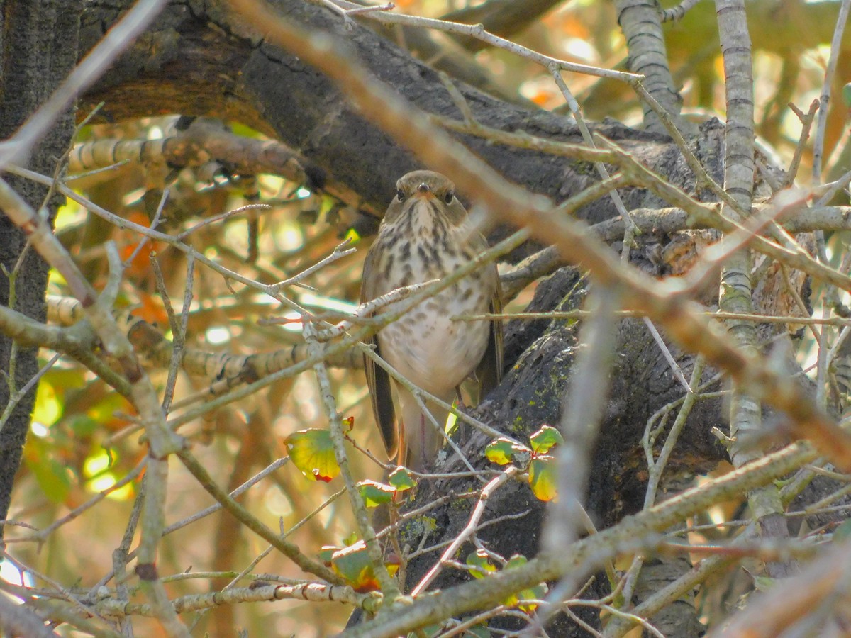 Hermit Thrush - ML644788833