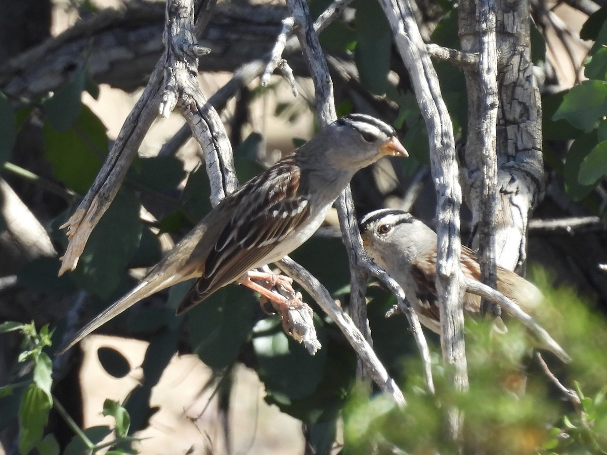 White-crowned Sparrow (Gambel's) - ML644788844