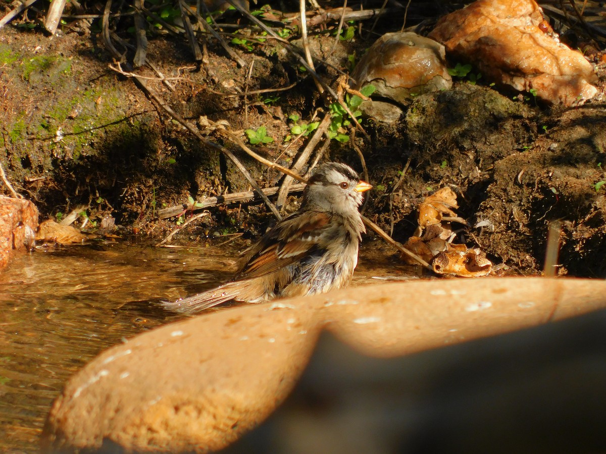 White-crowned Sparrow - ML644788845