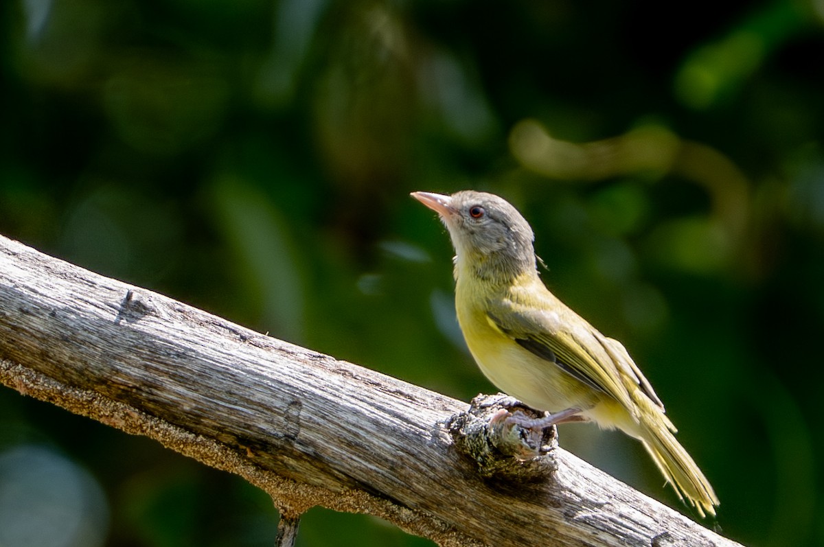 Viréon à tête cendrée - ML644788856