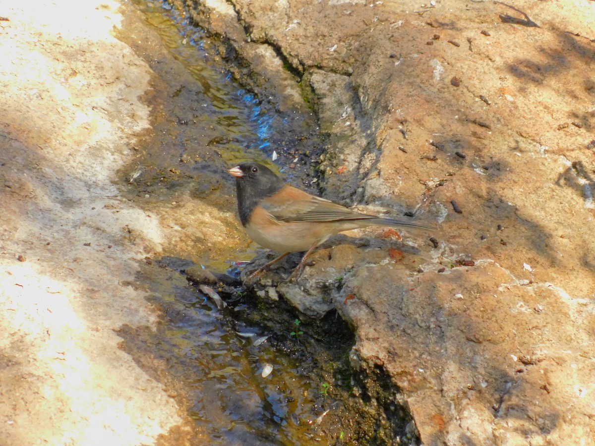 Junco ardoisé - ML644788859