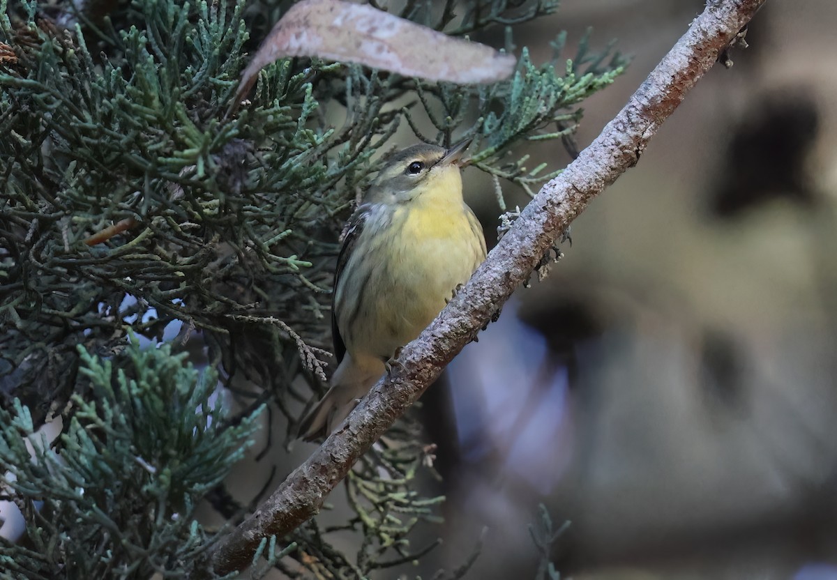 Blackburnian Warbler - ML644788866