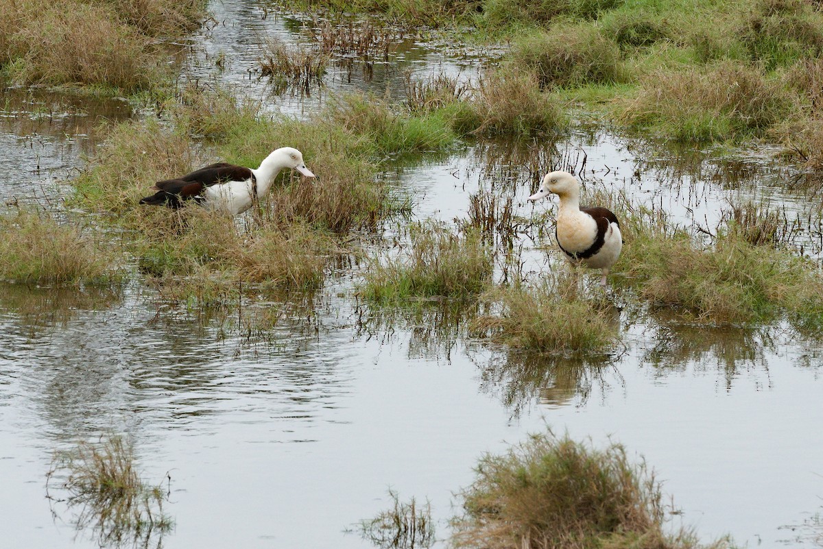 シロガシラツクシガモ - ML644788870