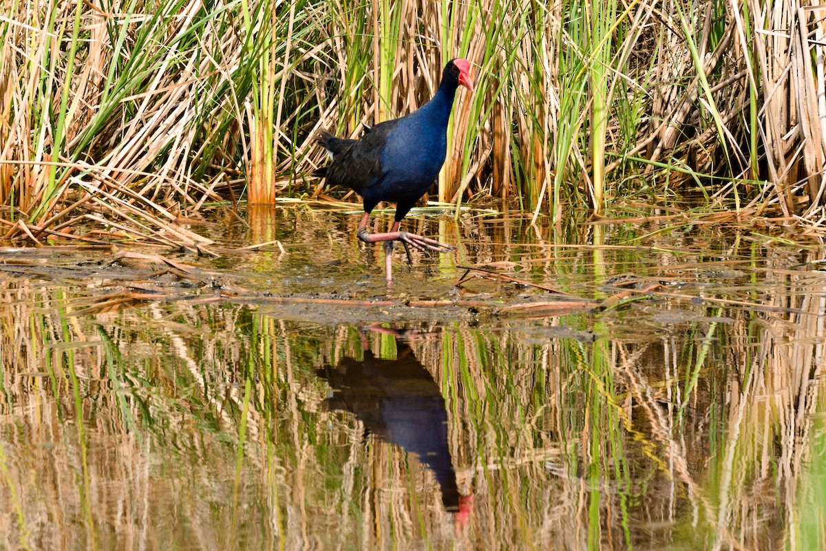 オーストラリアセイケイ - ML644788884