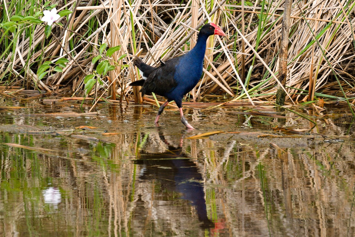 オーストラリアセイケイ - ML644788885