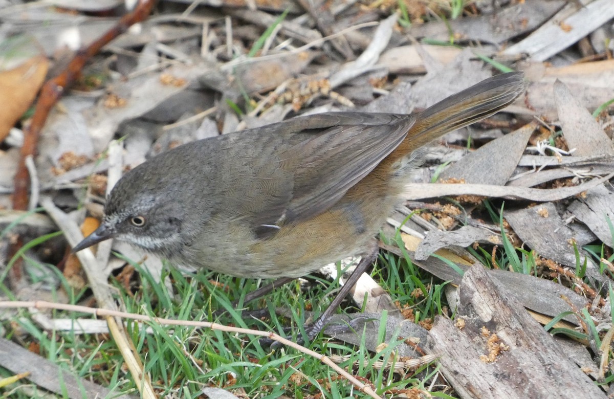 tasmankrattsmett - ML644788886